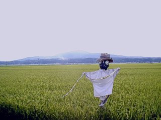 �����R�ƈĎR�q